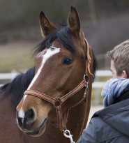 Natural Leadership with Horsemanship Methodology